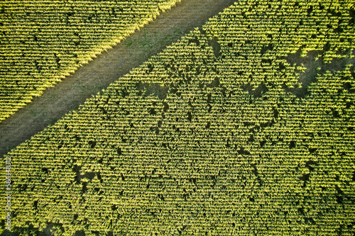 Corn Field from above