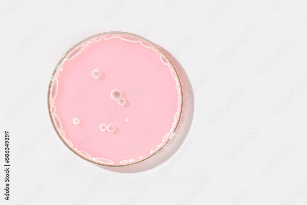 Petri dish on a light background. With light rocks in a pink liquid. grown in the laboratory. Sensitivity of bacteria or viruses to antibiotics. Mold. Mushrooms Petri dish on a light background. With light rocks in a pink liquid. grown in the laboratory. Sensitivity of bacteria or viruses to antibiotics. Mold. Mushrooms