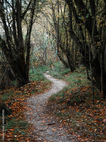 path in autumn forest