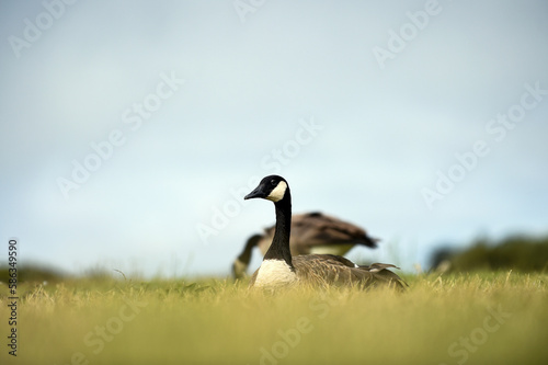 Beautiful black necked geese on the grass
