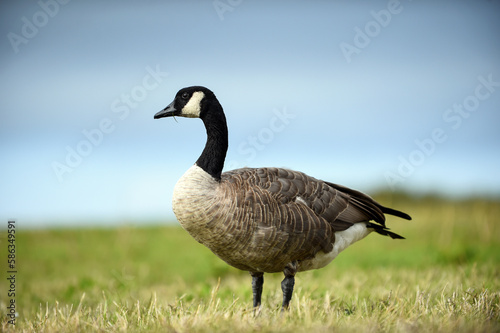 Beautiful black necked geese on the grass 