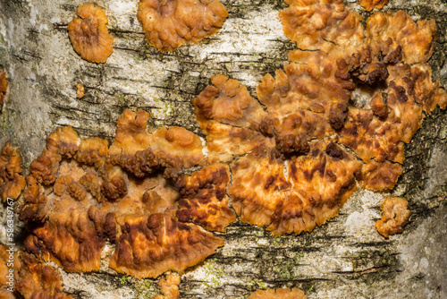 Wrinkled Crust Fungi - Phlebia radiata photo