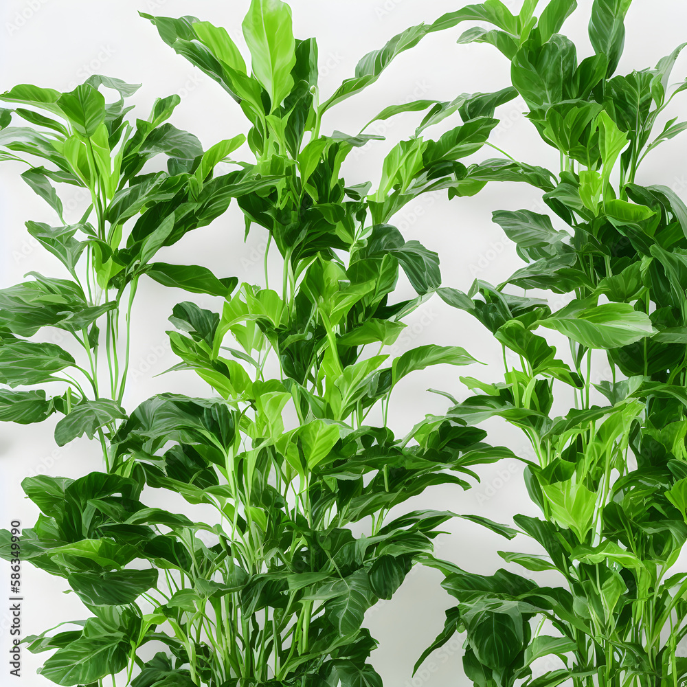 Fototapeta premium Plants Backgrounds 
