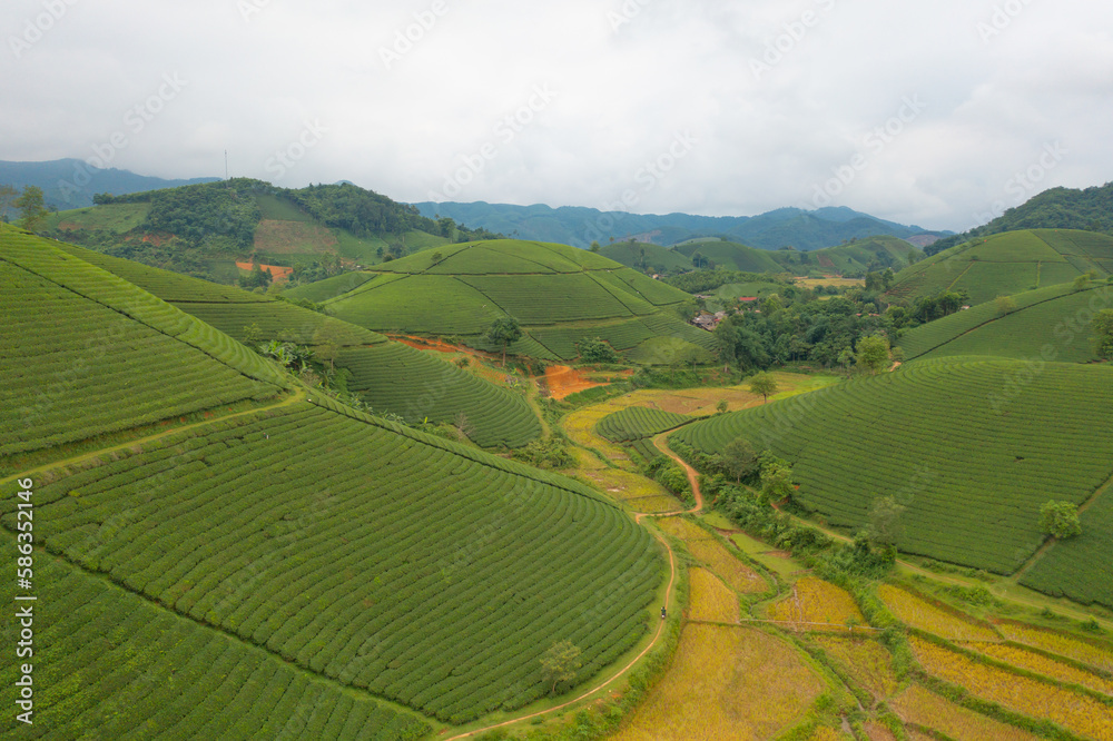 Fototapeta premium Aerial top view of green fresh tea or strawberry farm, agricultural plant fields with mountain hills in Asia. Rural area. Farm pattern texture. Nature landscape background, Long Coc, Vietnam.