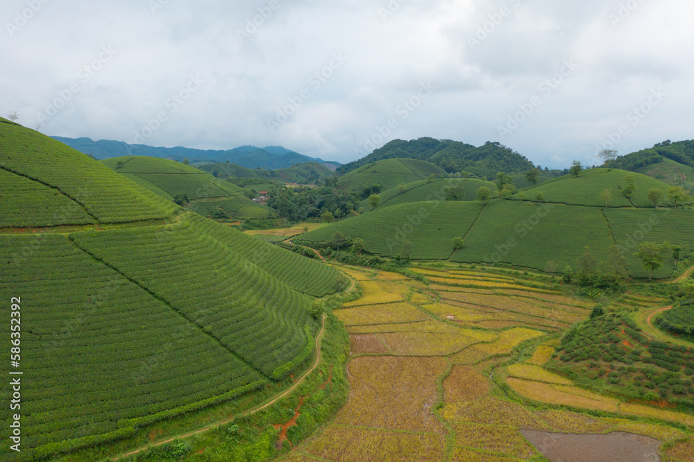 Aerial top view of green fresh tea or strawberry farm, agricultural plant fields with mountain hills in Asia. Rural area. Farm pattern texture. Nature landscape background, Long Coc, Vietnam.