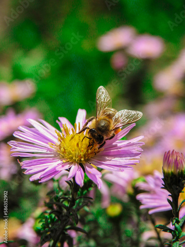 bee on flower