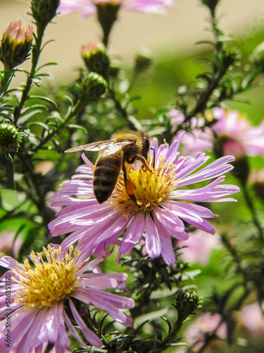 bee on a flower