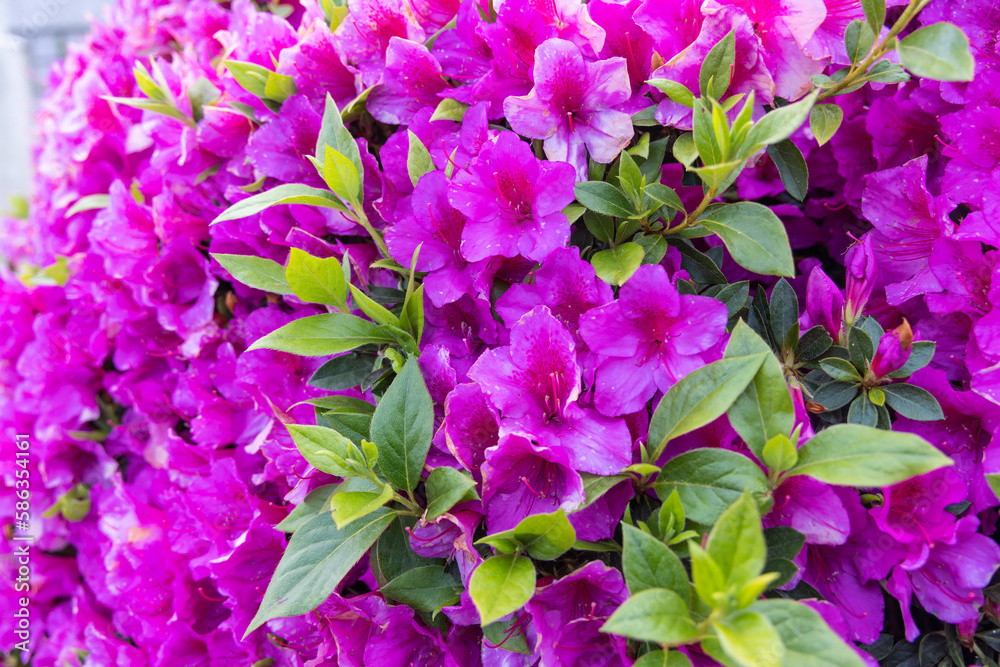 Blooming azalea on the grounds of the Sanctuary of the Sacred Heart on the Monte de Luzia, Mount of Saint Lucy. Blooming azalea on the grounds of the Sanctuary of the Sacred Heart on the Monte de Luzia, Mount of Saint Lucy.