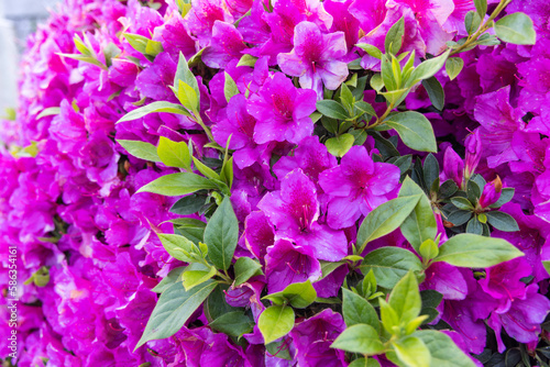 Blooming azalea on the grounds of the Sanctuary of the Sacred Heart on the Monte de Luzia, Mount of Saint Lucy.