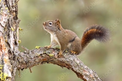 Sider profile of a small squirrel on a branch.