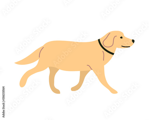 Cute domestic dog labrador. Friendly funny pet. One animal. Flat vector illustration isolated on white background