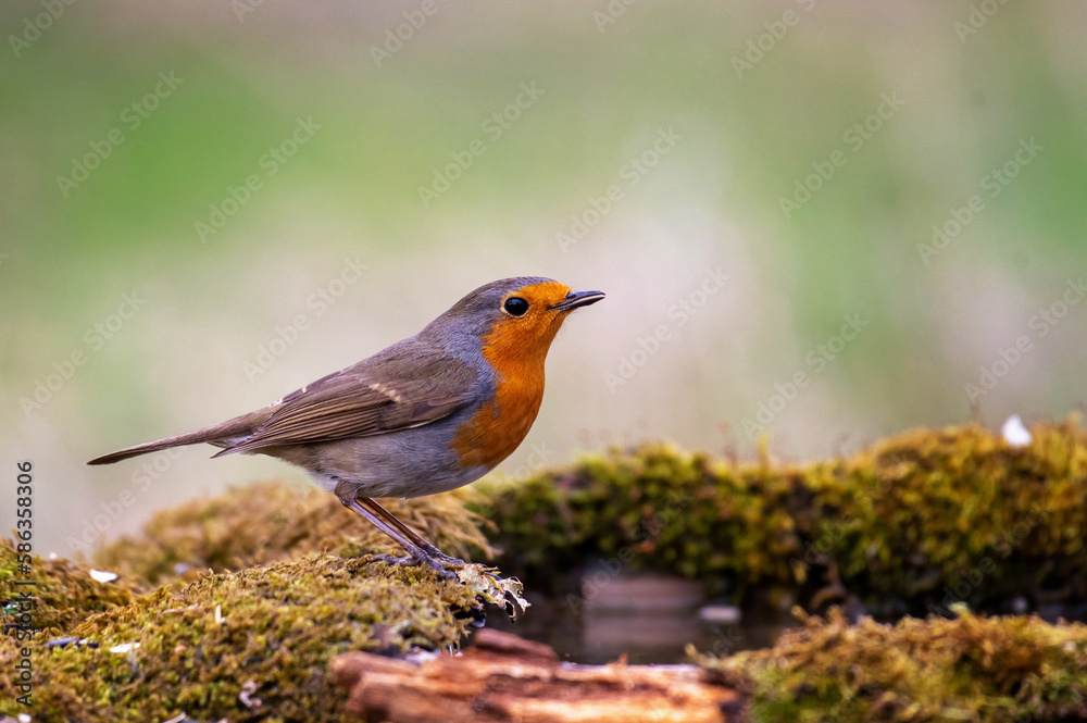 Garden birds. Robin Erithacus rubecula in the wild Garden birds. Robin Erithacus rubecula in the wild