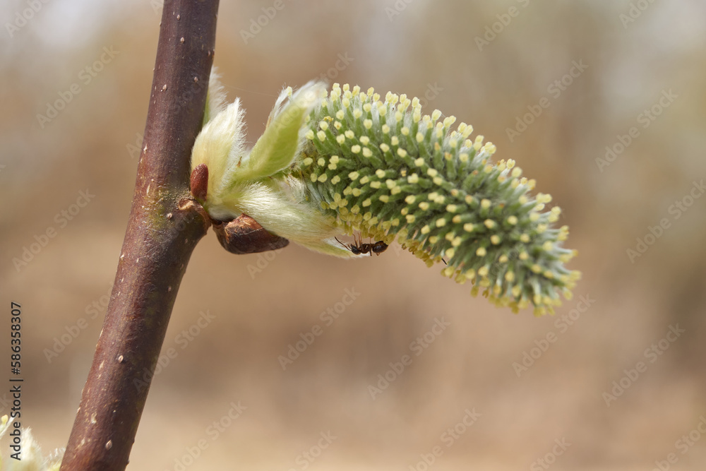 Spring. The willow (lat. Salix) blossoms, the earrings - inflorescences have blossomed. Spring. The willow (lat. Salix) blossoms, the earrings - inflorescences have blossomed.