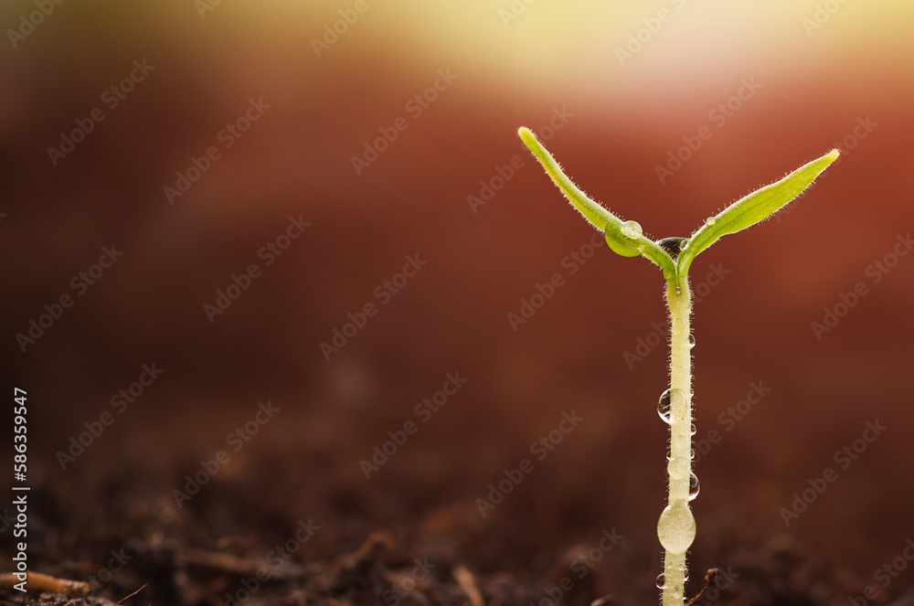 one young sprout in dew drops outdoors with copy space