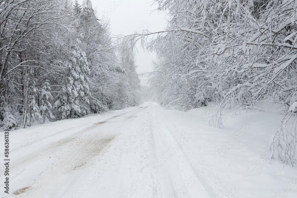 Obraz premium natural light. Forest in the snow. Snow-covered forest road.