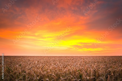 Wheat Field at Golden Hour © Florin