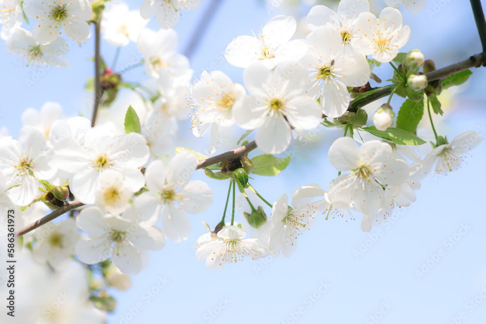 Spring background. White flowers of blooming cherries against blue sky in rays of sun. Romantic card for spring holidays