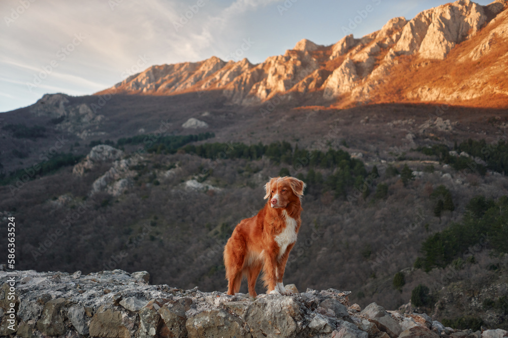 Red dog in the mountains, hiking with a pet. Nova Scotia duck tolling retriever in nature on sunset. 