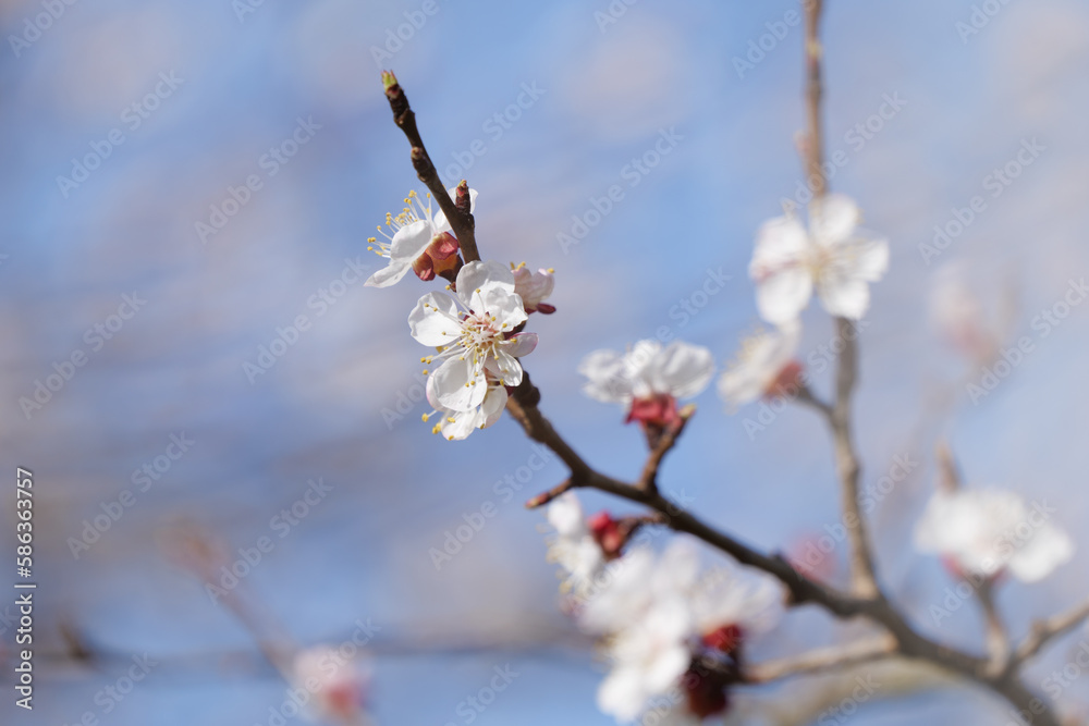 Blooming Apricot Tree and Bright Blue Sky in Spring in Wachau in Austria