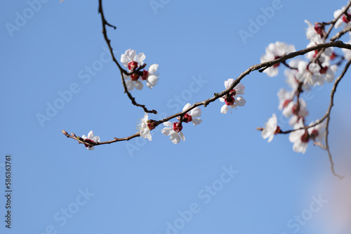 Blooming Apricot Tree and Bright Blue Sky in Spring in Wachau in Austria