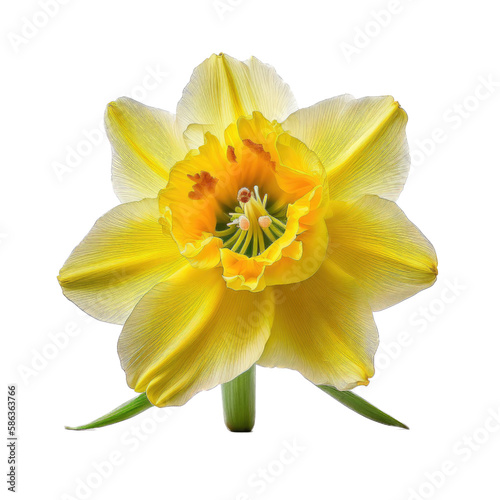 a spring-themed top view illustration featuring isolated white and yellow daffodil flowers set on a transparent background and provided in PNG. Generative AI