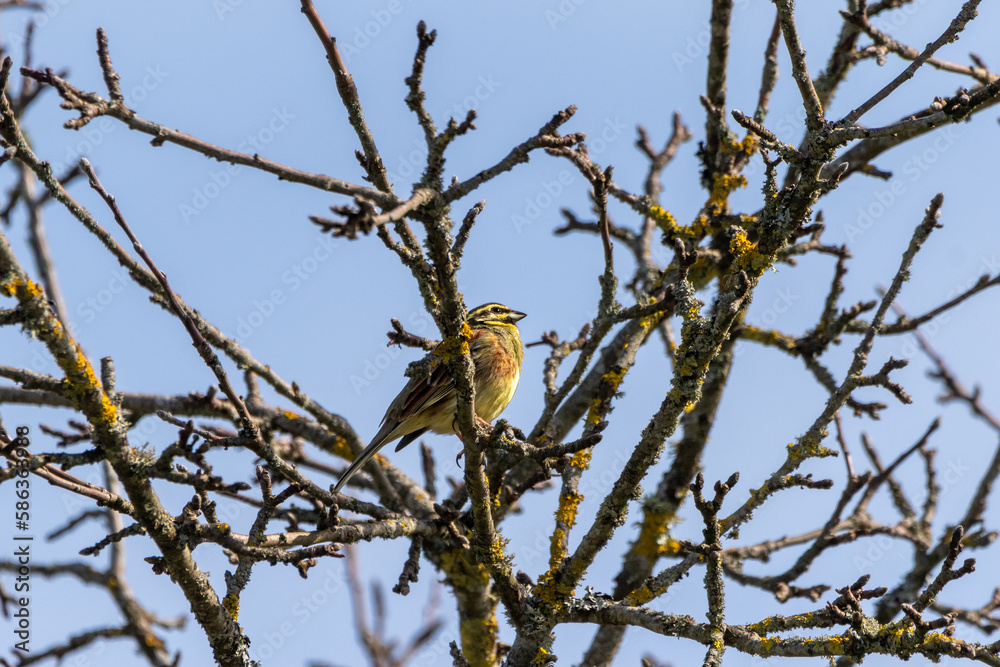 A male Cirl bunting (Emberiza cirlus)perched in a fruit tree. A male Cirl bunting (Emberiza cirlus)perched in a fruit tree.