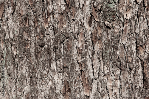 Brown tree bark background, close-up. Relief natural texture of oak trunk for publication, screensaver, wallpaper, postcard, poster, banner, cover, website, post. High quality photo