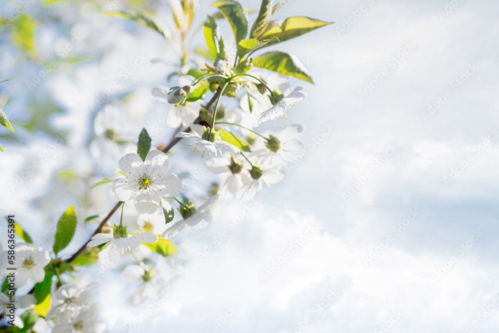 Spring season and the birth of a new life. Cherry branches blooming with white flowers. Macro photo. Spring season and the birth of a new life. Cherry branches blooming with white flowers. Macro photo.