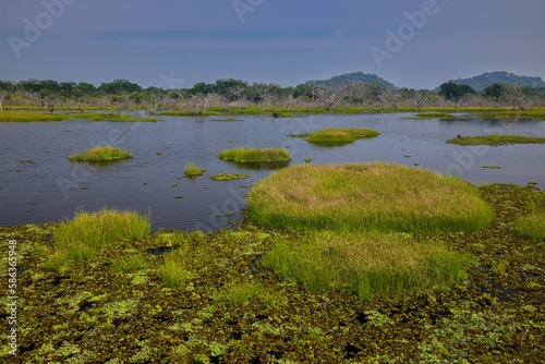 Beatiful landscape in Yala national park Sri Lanka