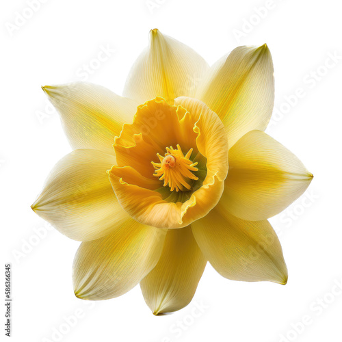a spring-themed top view illustration featuring isolated white and yellow daffodil flowers set on a transparent background and provided in PNG. Generative AI