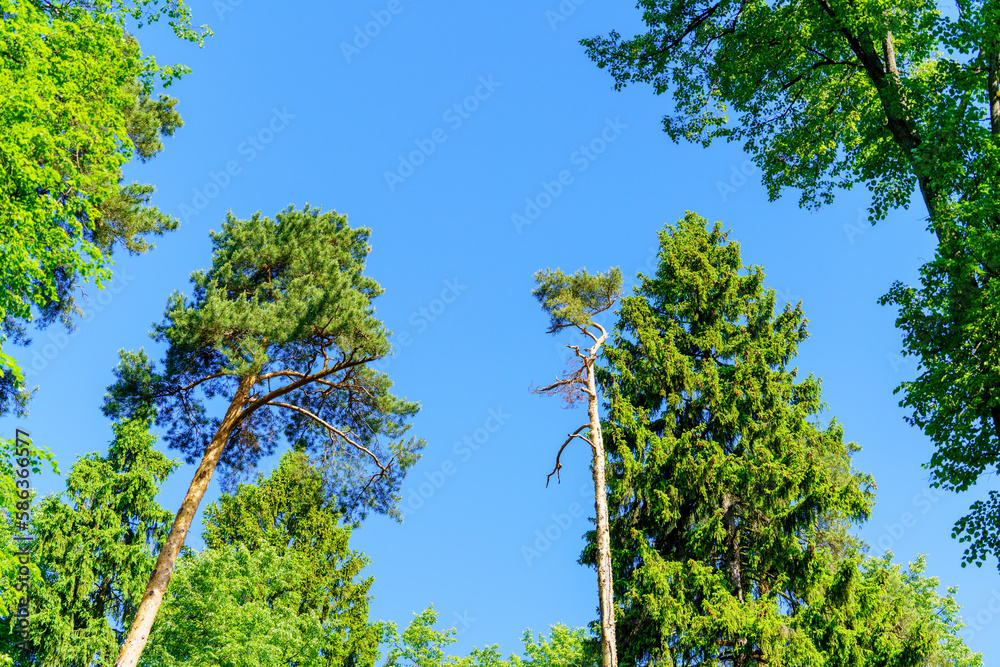 Fototapeta premium Crowns of pine, spruce, and deciduous trees against a dazzling blue sky. Crowns of trees against the sky