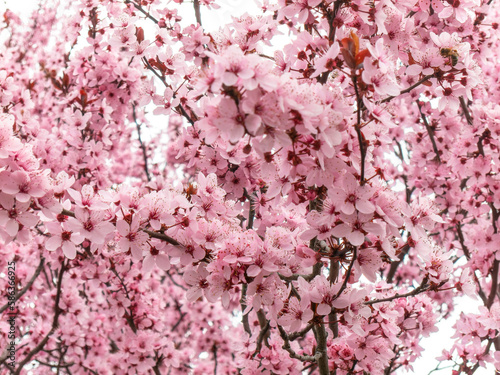 A cherry blossom, also known as Japanese cherry or sakura, is a flower of many trees of genus Prunus