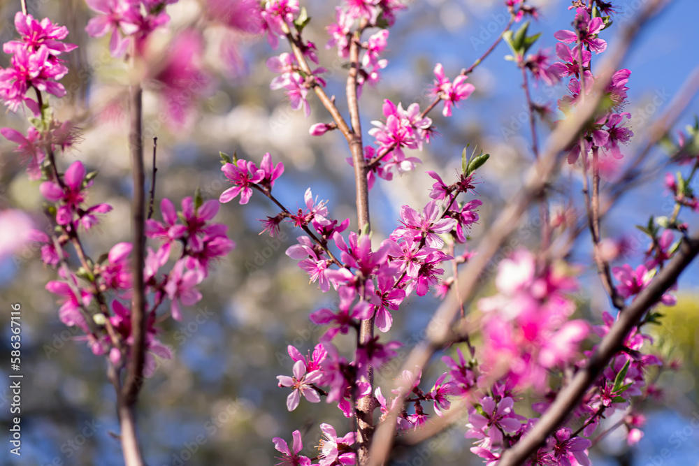 Blue sky among branches of flowering tree with peach blossoms blooming in spring. Background in style of nature, forest. Easter Day. Blue sky among branches of flowering tree with peach blossoms blooming in spring. Background in style of nature, forest. Easter Day.