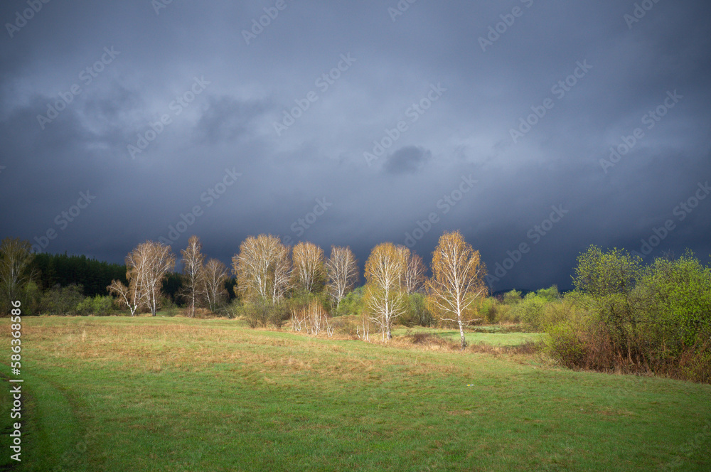 Wonderful spring landscape with birch trees illuminated by a bright beam of light against a dark rainy sky.