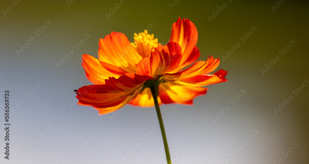 Photography of beautiful plants in the garden. Photography of beautiful plants in the garden.