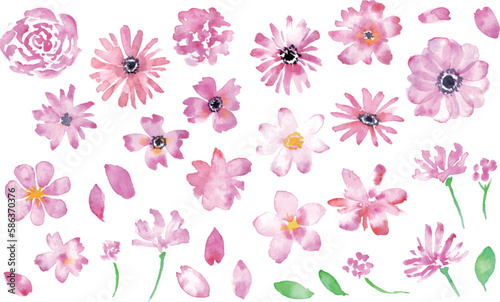 水彩で描いた春の植物挿絵。ピンクのコスモスイラスト。ピンクの花びらイラストセット。Spring botanical illustration in watercolor. Pink cosmos illustration. Pink petals illustration set.