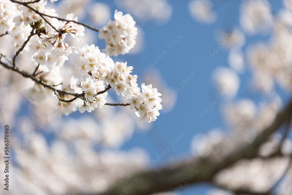 Obraz premium 満開の桜