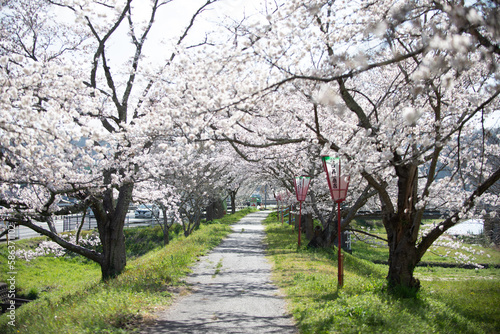 満開の桜