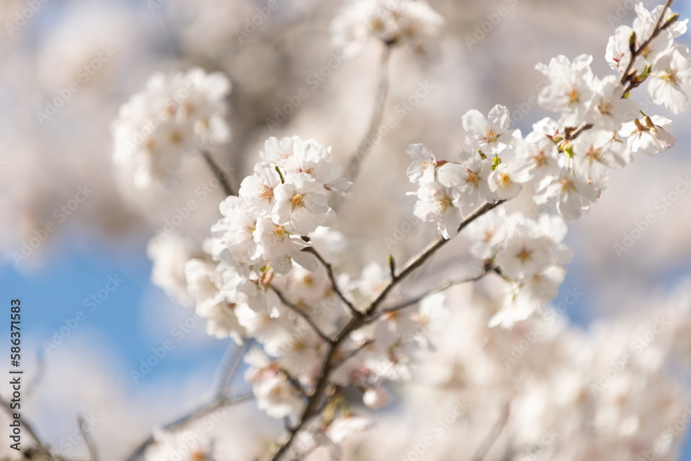 満開の桜