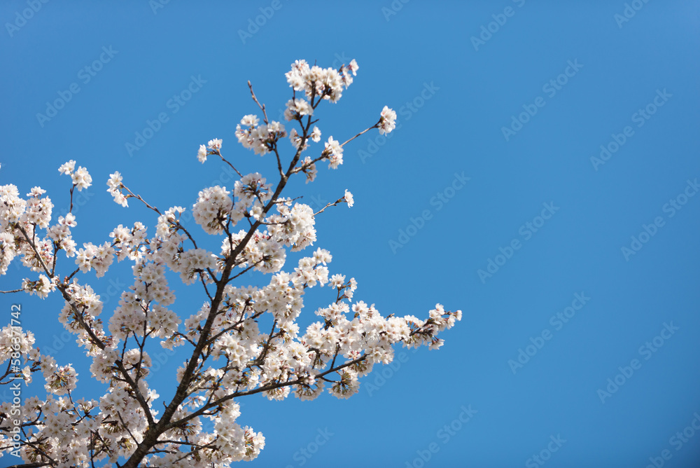 満開の桜 満開の桜