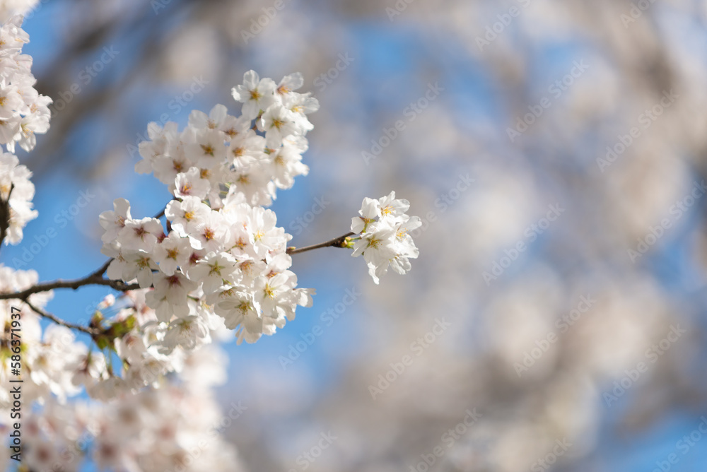 満開の桜