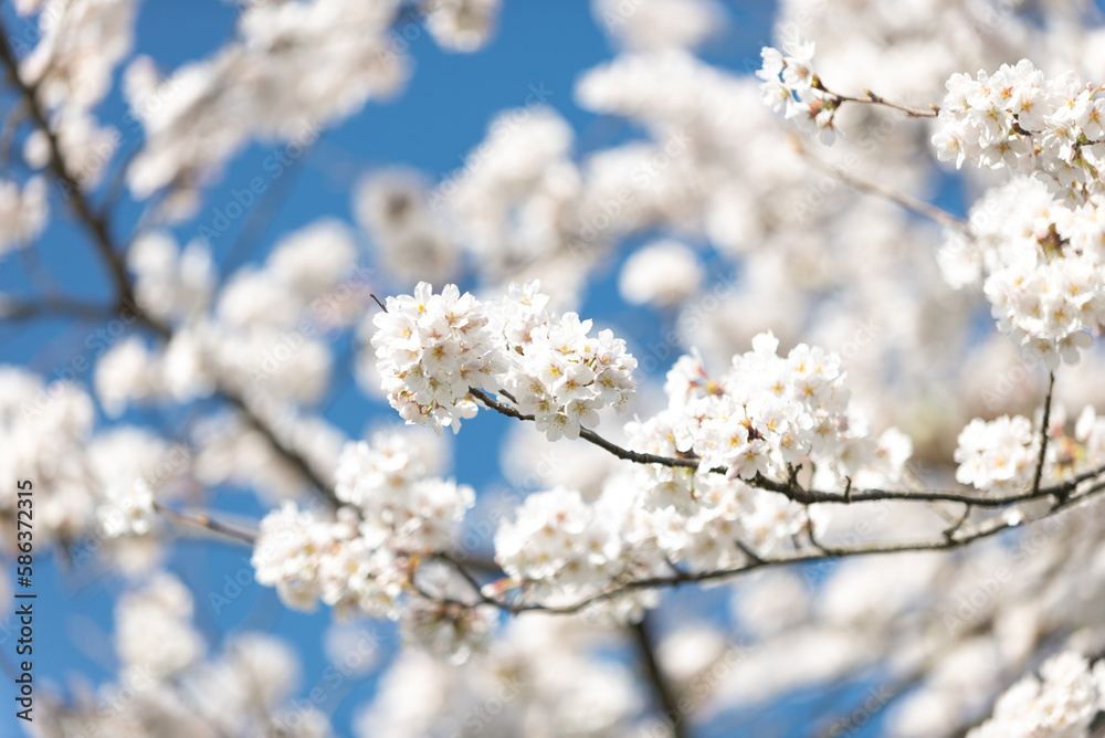 満開の桜