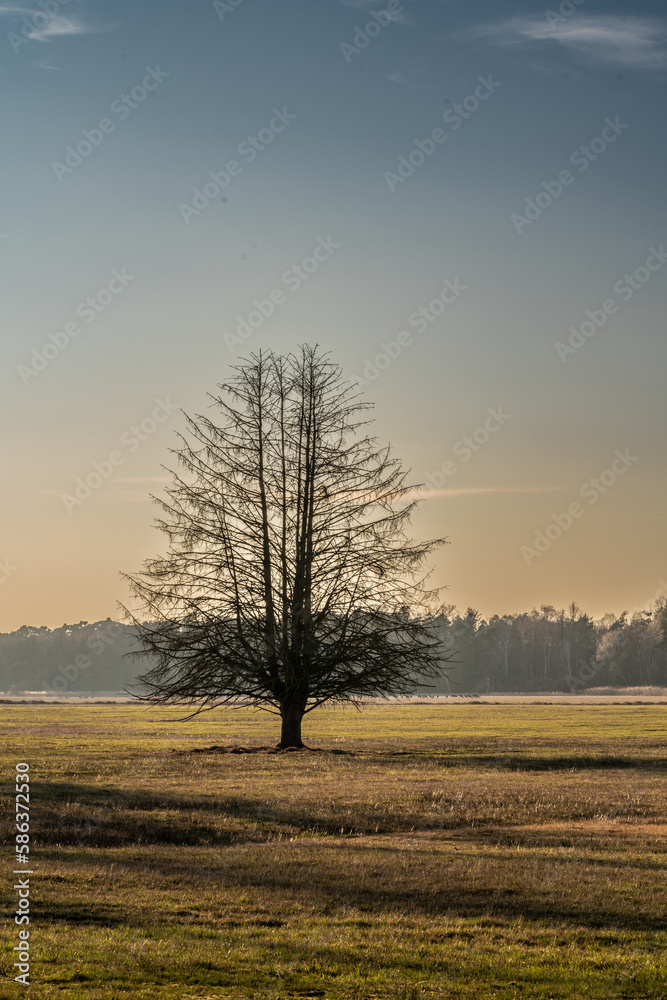 baum auf Wiese im Gegenlicht