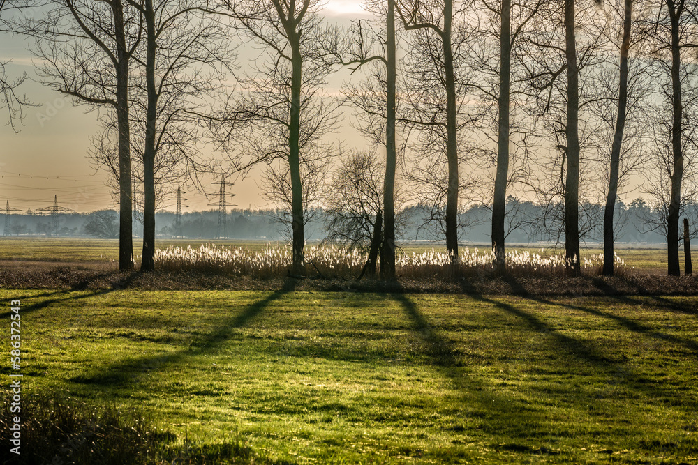 Fototapeta premium Bäume im Gegenlicht am Abend