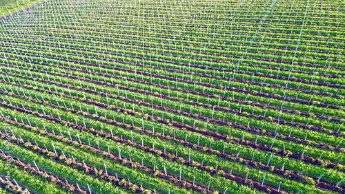 Stunning Aerial Journey: Gliding Over Verdant Vineyard Straights Rows Between Uffholtz and Wattwiller in Winter's Sunlit Splendor - A Drone's Perspective in Alsace, France photo