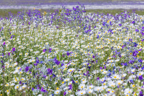 Field of white daisies and purple sage in Portugal.