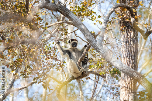 Verreaux's sifaka in the Kirindy park. White sifaka on the Madagascar island. Madagascar fauna. White sifaka with dark head.	