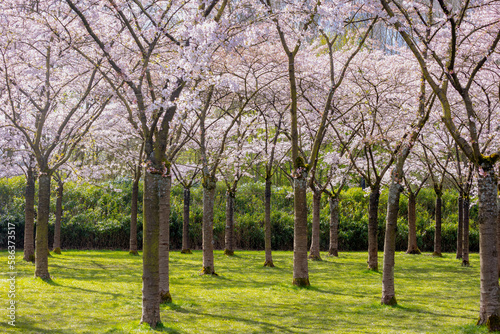 Selective focus of white pink Cherry Blossom or Sakura full bloom in the garden during the spring season, Kersenbloesempark (flower park) Cherry trees in the Amsterdamse Bos, Amstelveen, Netherlands.