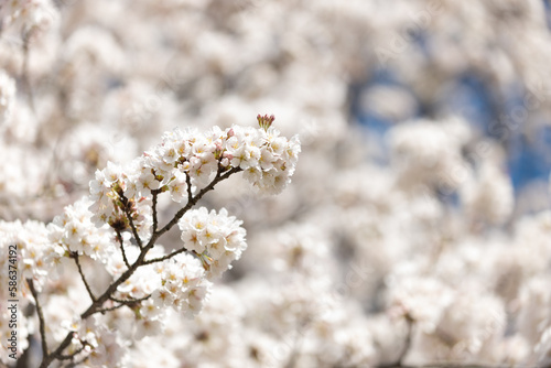 満開の桜 © 歌うカメラマン