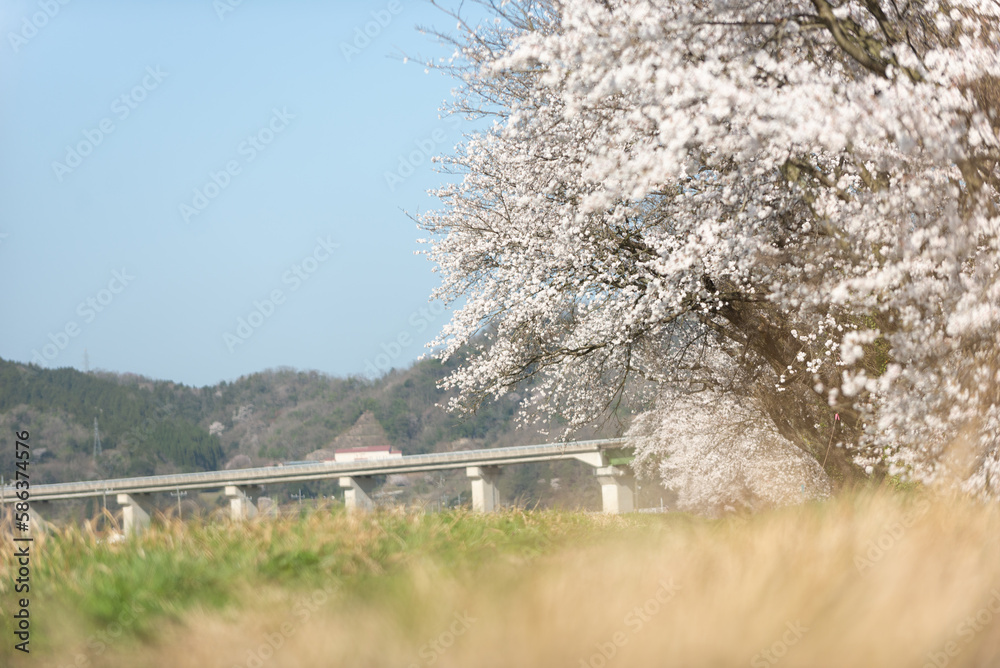 Fototapeta premium 満開の桜